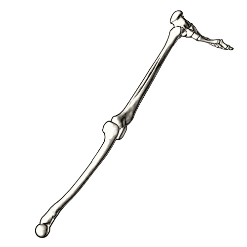 SQUELETONSTICK